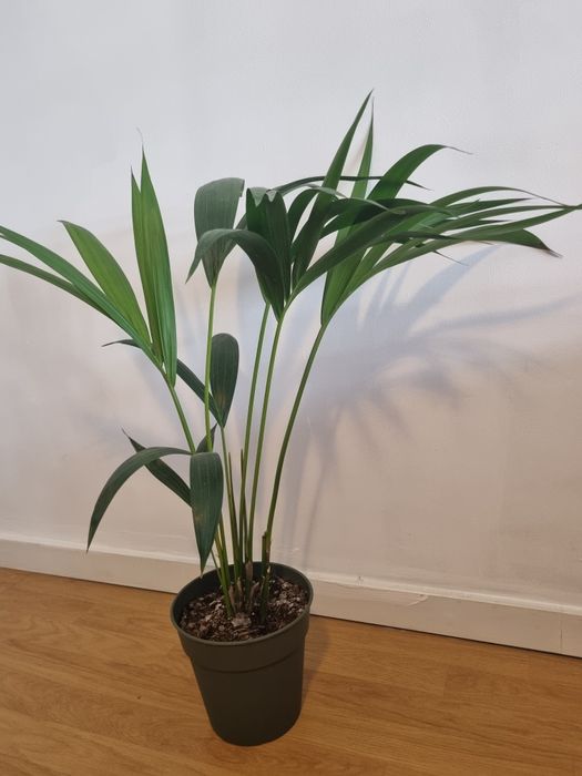 Palmeira Kentia em vaso