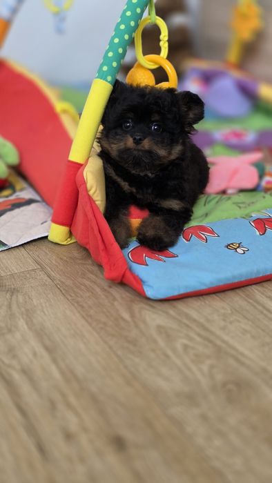 Cudowna malutką suczką POMAPOO