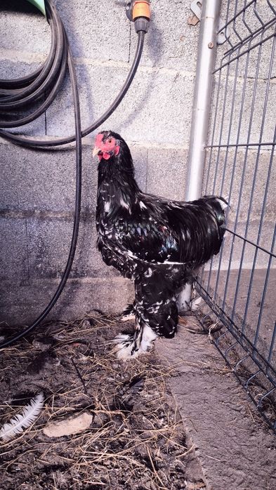 Galos Brahma Mottled