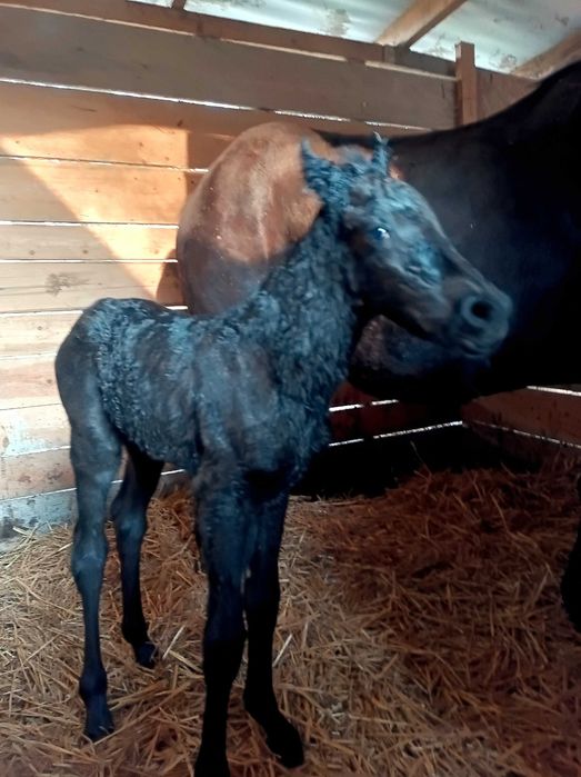 Klacz  okazja już z młodą