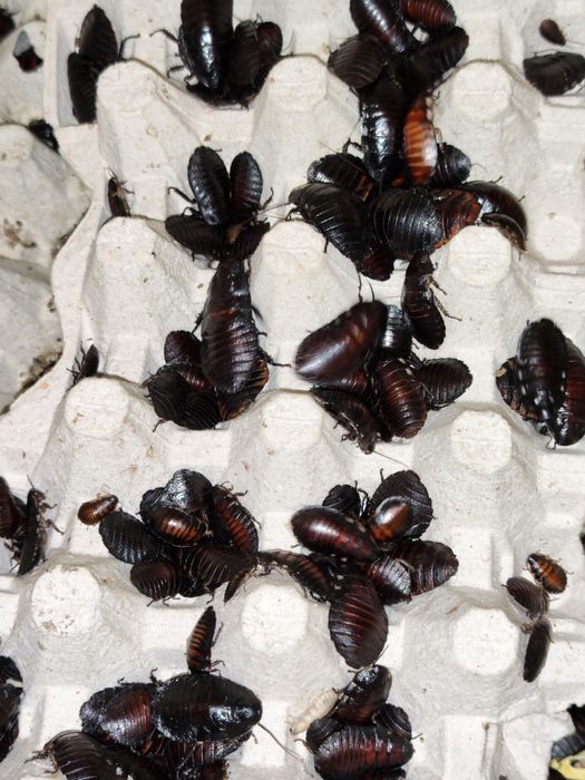 300 sztuk wylęgu karaczana Madagaskarskiego