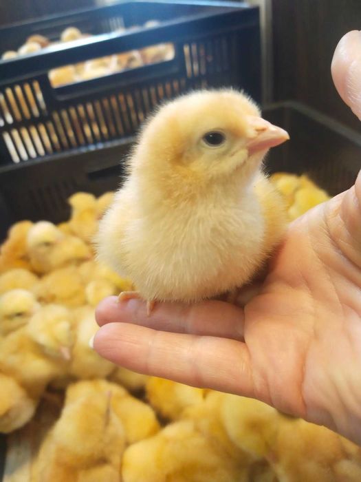 Цыпленок КОББ 500 бройлер