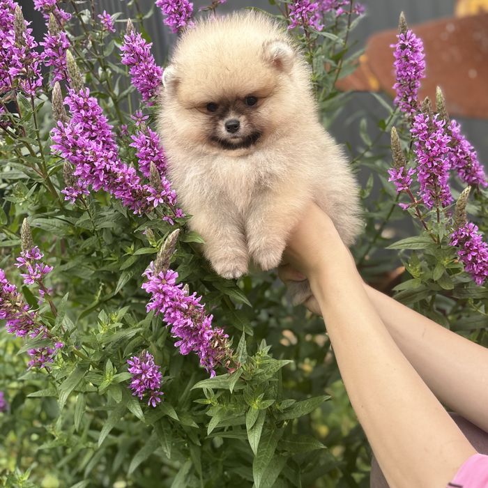 ляльковий Ведмедик шоу классу