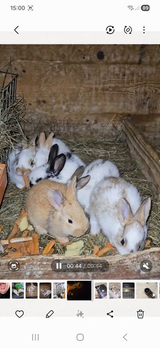 Króliki/samce, samice mieszane,  Samica  srokacz niemiecki z młodymi