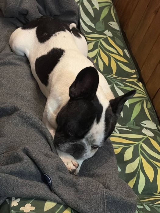 Pesek  francuski buldog