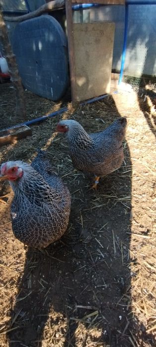 Wyandotte srebrnołuskowana olbrzymia jaja, jajka lęgowe.