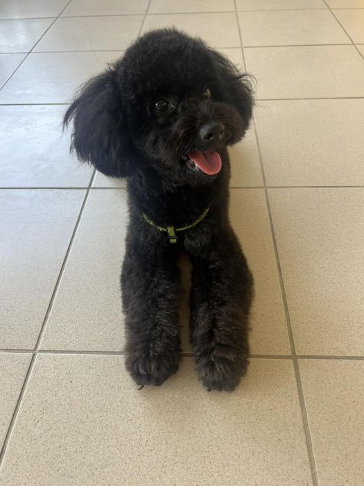 Той пудель в'язка