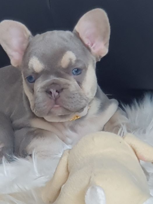 Buldog francuski/Elegandzkie dziewczynki