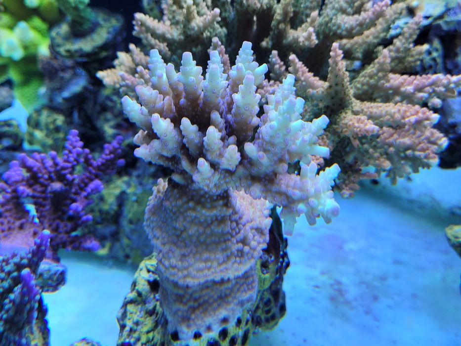 Acropora SPS 100 Gatónków Legalna Hodowla CITES Szczepki Śląsk
