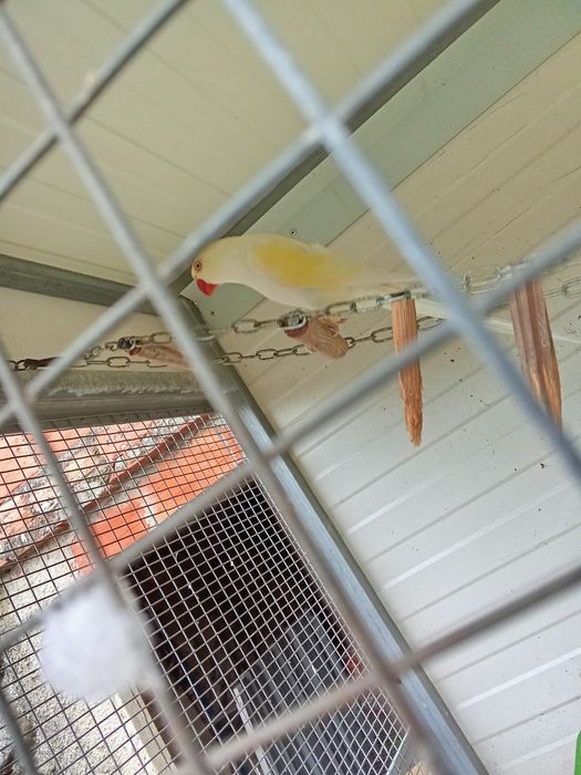 Casal de ring necks para despachar