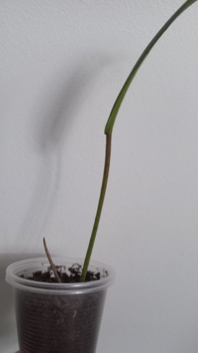 Филодендрон Pig Skin  довгий лист