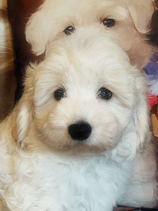 Śliczny piesek Maltipoo