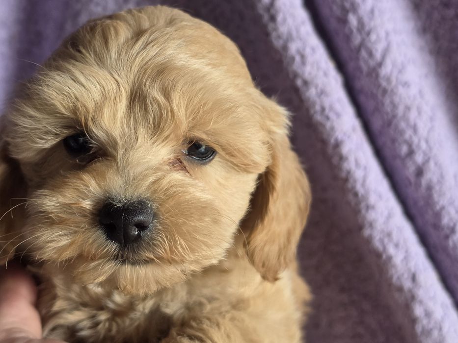 Maltipoo  z metryką