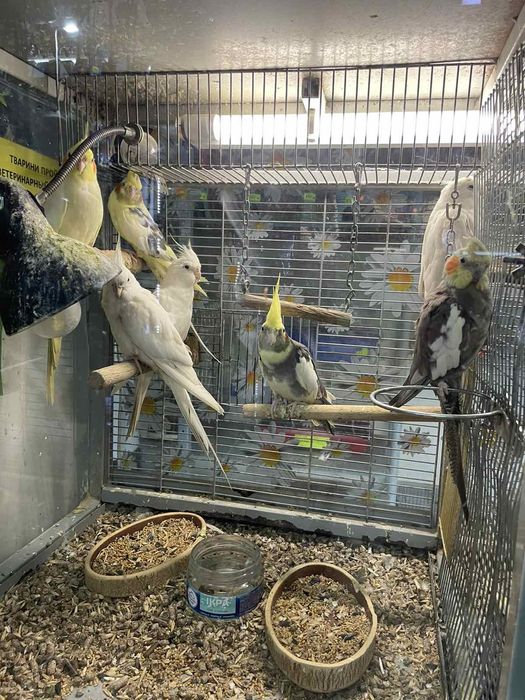 Пацючки, пацючки маленьки