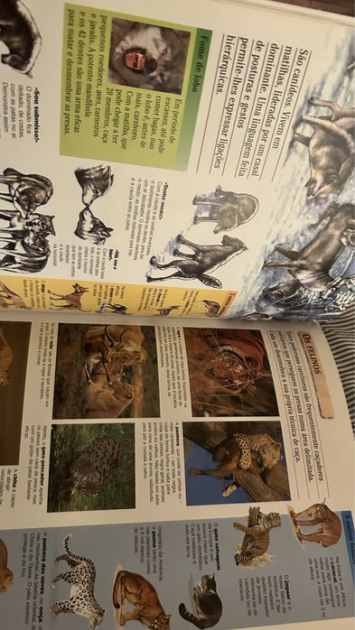 Dokeo Animais 9/12 anos