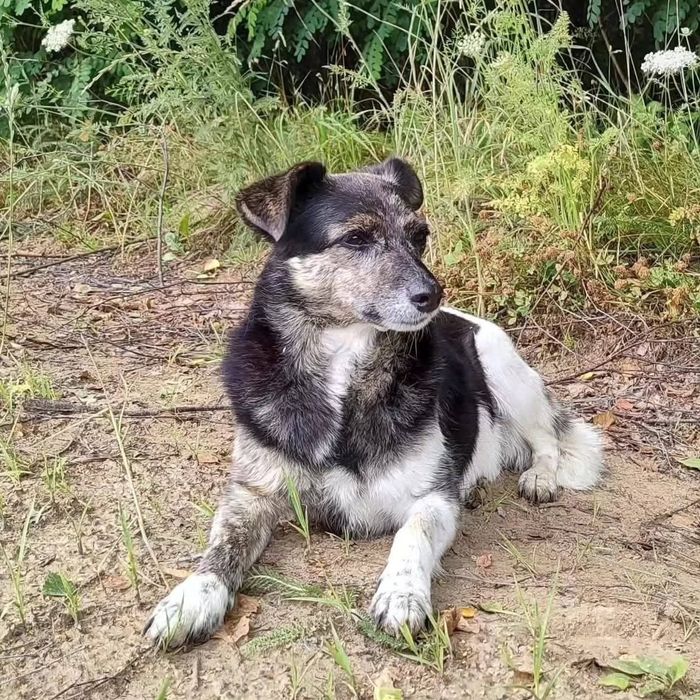 Spokojna sunia Wanda szuka domu