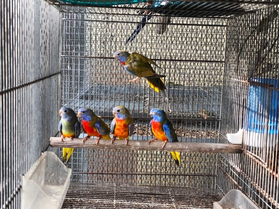 Neophemas esplêndidos, casal verde violeta