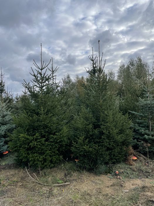 Duża Tuja Szmaragd 270cm PRODUCENT‼️Wysokie Thuje Szmaragd i Brabant