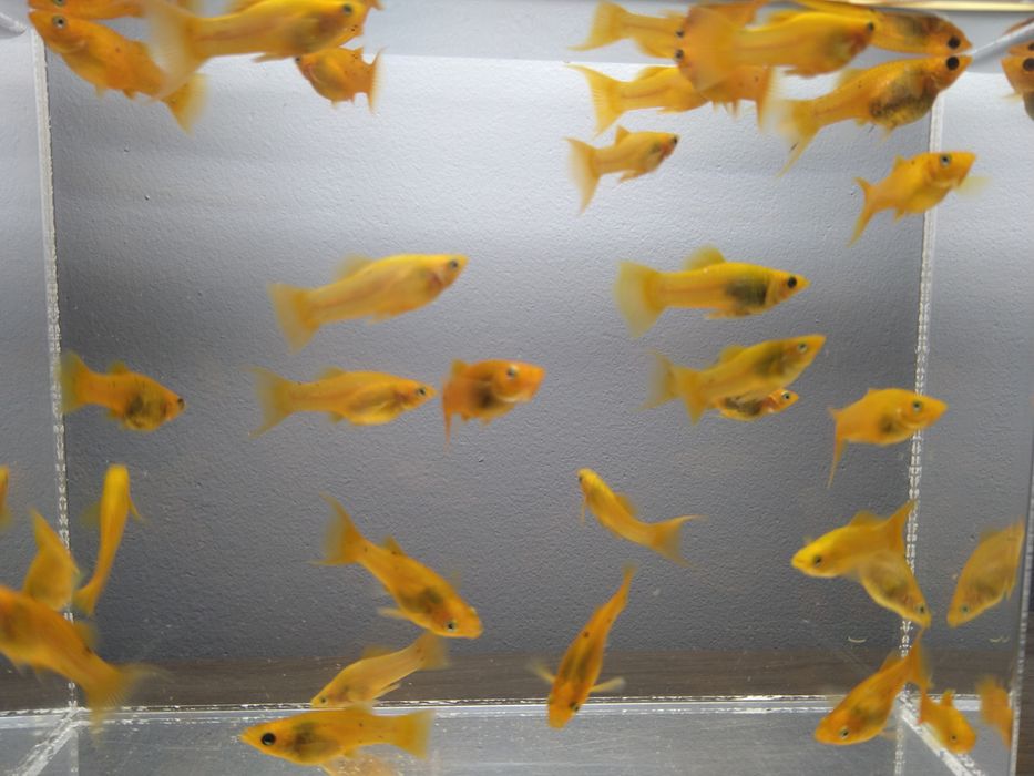 Молінезія жовта і мечоносці