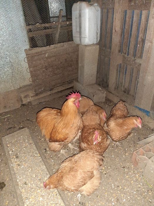 Ovos orpington amarelo para incubação