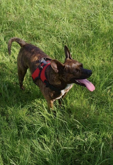 Перетримка собак в домашніх умовах, готель для собак