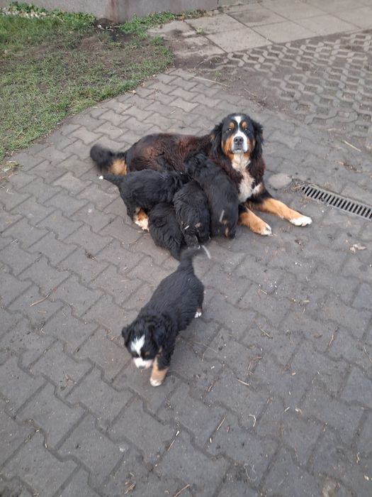 Bernenski pies pastetski