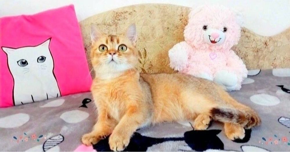 Скотіш Страйт Чудовий Золотий хлопчик