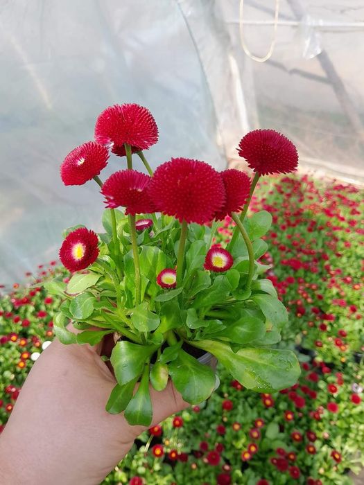 Маргаритка в наявності