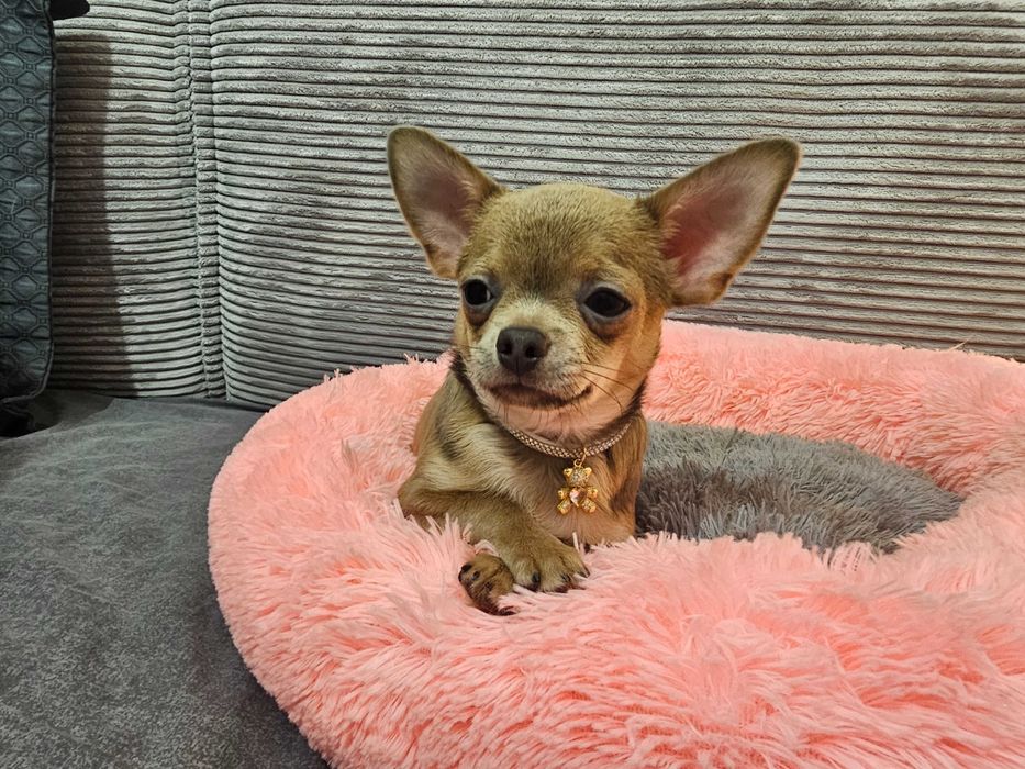 Chłopczyk chihuahua Isabella- tan.