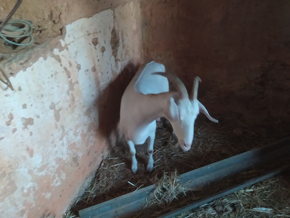Vendo cabra nova