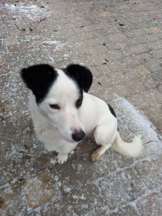 Шукає родину маленька собачка