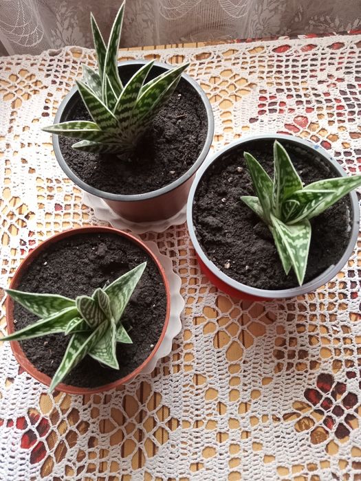 Акція!Алоє декоративне,тигрове