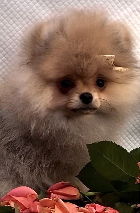 Ляльковий хлопчик КСУ.Львів.