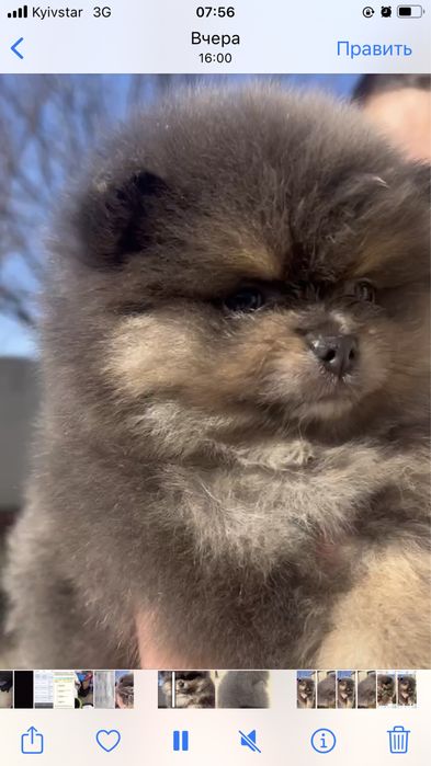 Померанский шпиц , 1 месяц,