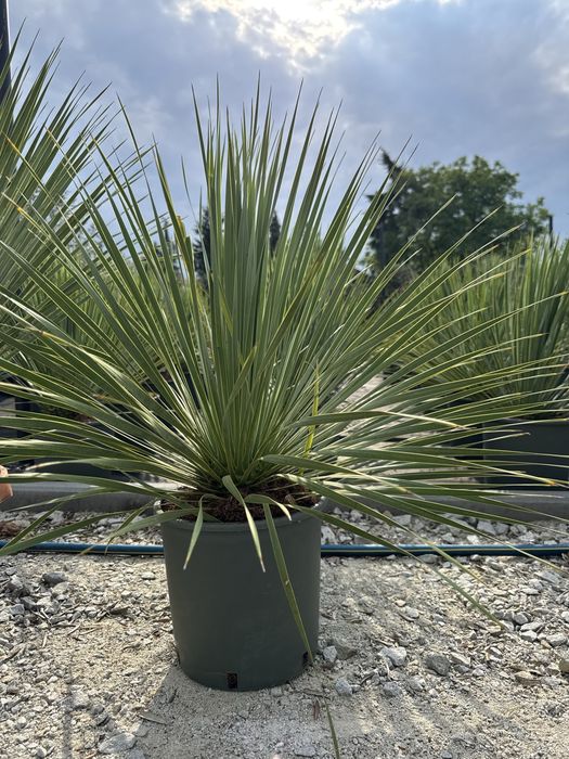 Juka Rostrata Yucca Rostrata 80-90cm