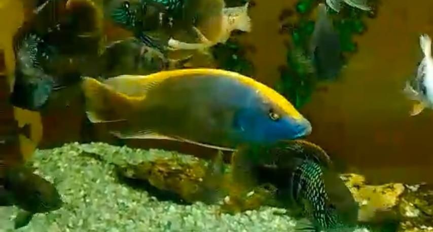 Малёк астронотуса