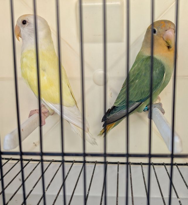 Casal de roseicollis (terão crias autosexadas)