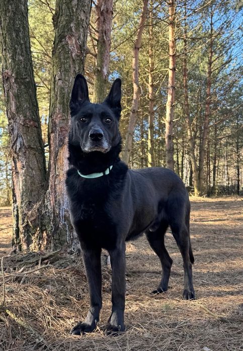 Piękny pies do adopcji dostojny Usior