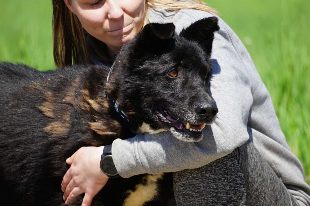 Ciacho - uroczy, duży psiak szuka domu