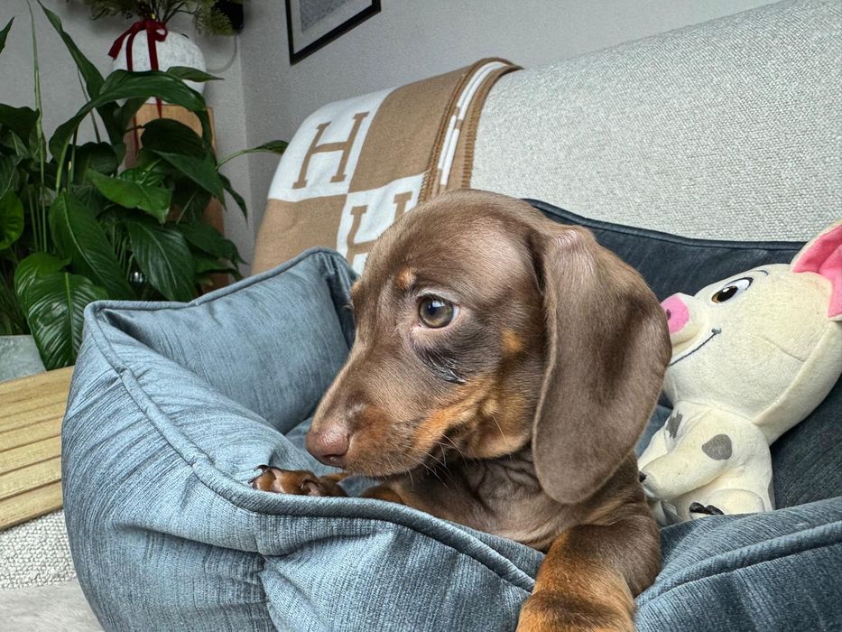 jamnik miniaturowy piesek choco tan