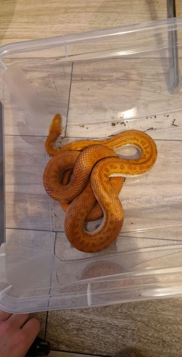Wąż mahoniowy wraz z terrarium