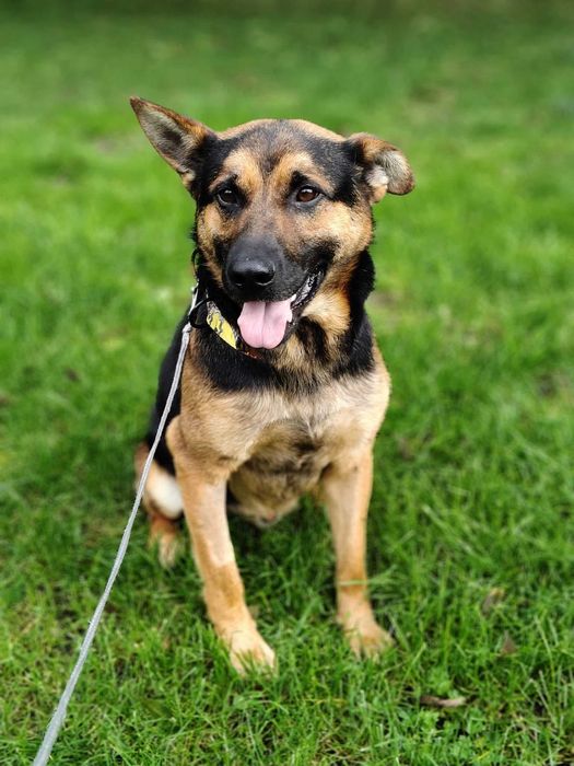 Grzesio czeka na swój dom