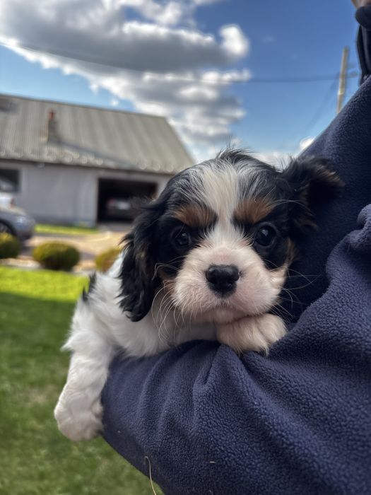 Cavalier King Charles Spaniel
