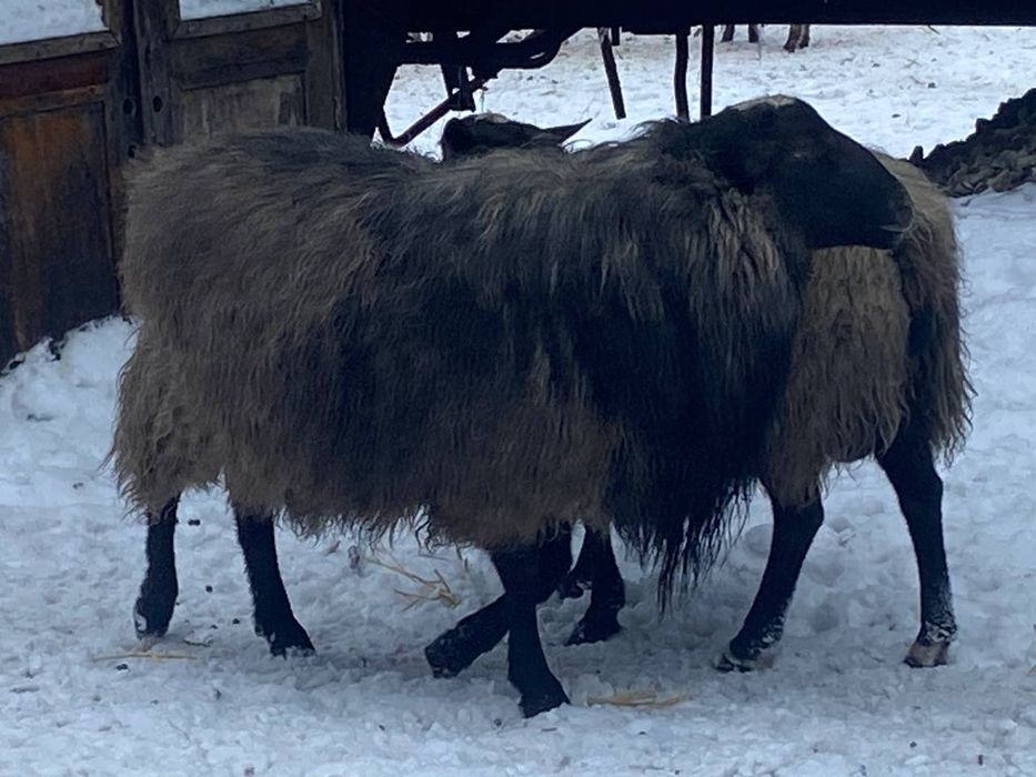 Продам барана півтора річного