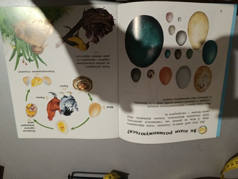 Книга Птахи Енциклопедія дошкільника