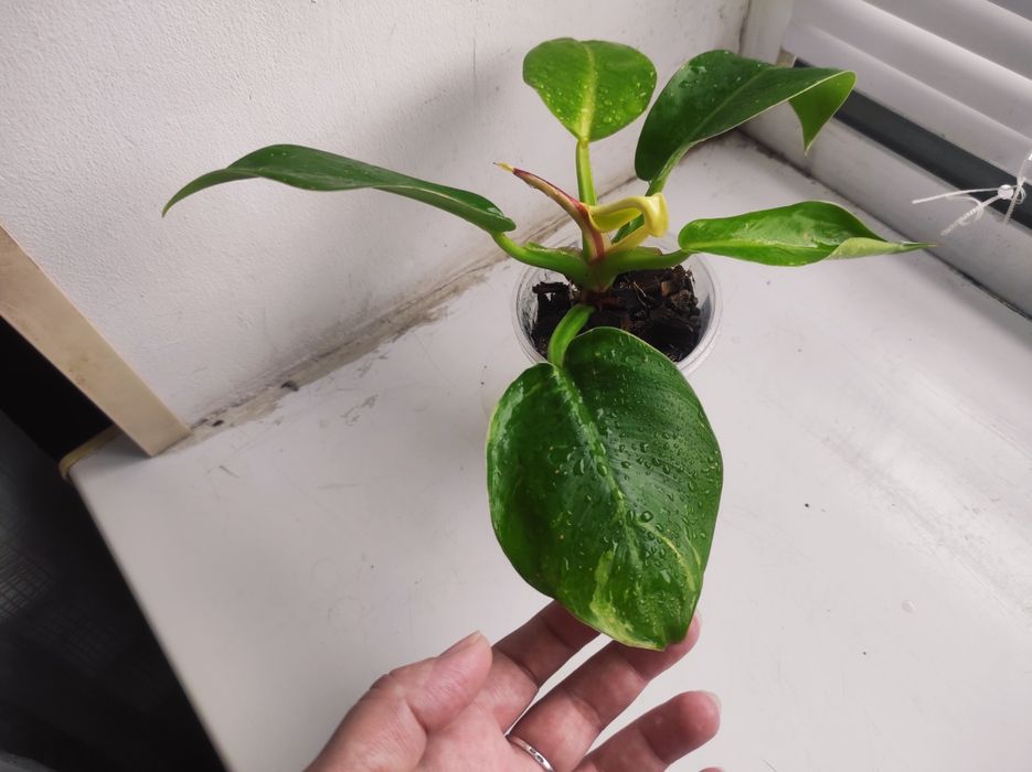 Philodendron Sunlight red splash/Филодендрон Санлайт ред сплеш