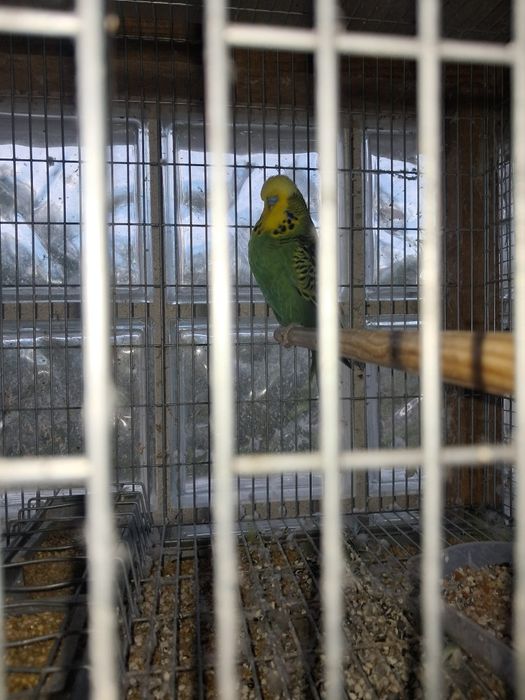 Casal de periquitos Inglês