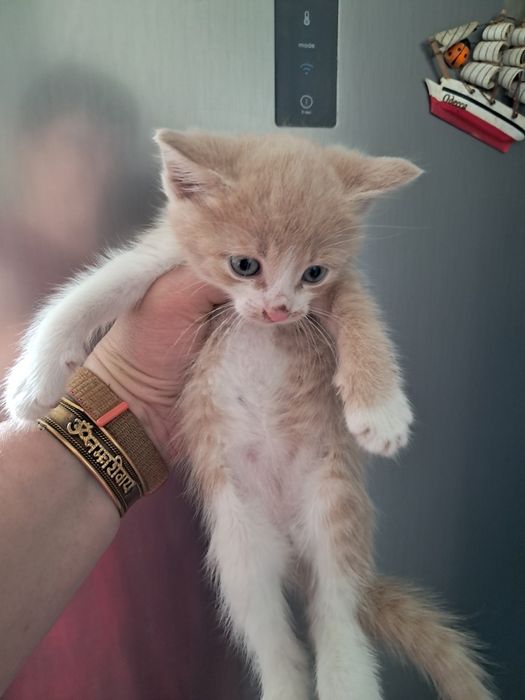 Отдам котята  мама сибирской породи