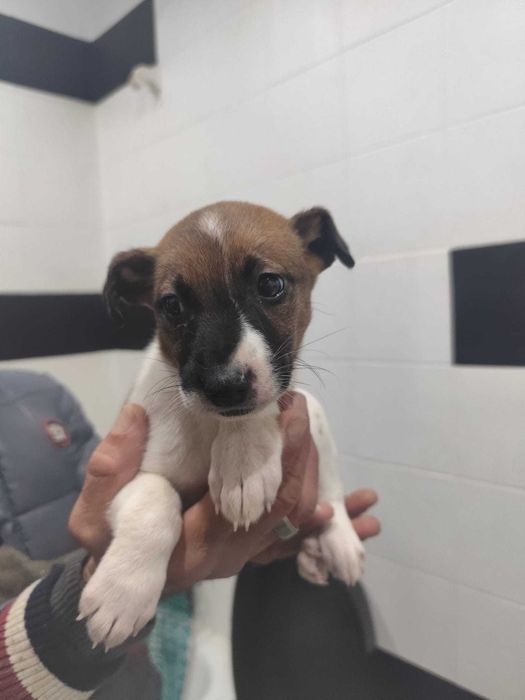 Cachorrinha para adoção com 2 meses