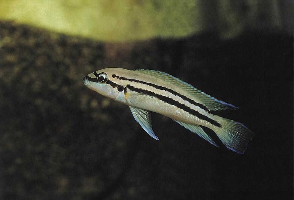Chalinochromis popelini - Venda/troca